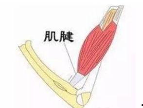 肌腱损伤后可以吃矮瓜吗,矮瓜的适宜摄入与禁忌