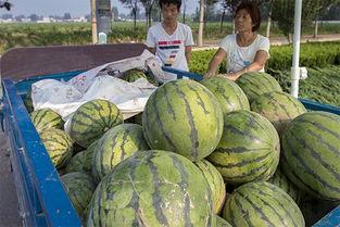 安阳最新吃瓜事件,揭秘最新吃瓜事件背后的真相