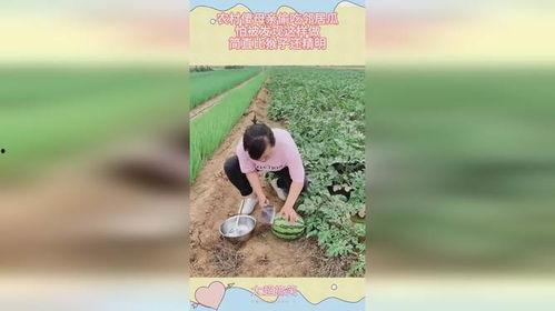 母亲吃瓜被扔,一场引发社会关注的家庭悲剧