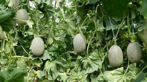 宏川吃瓜,揭秘娱乐圈幕后风云