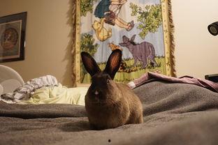 兔子吃不吃瓠子瓜,瓠子瓜在兔子菜单中的地位