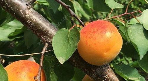 吃瓜后再吃杏子行吗