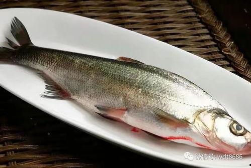 吃大八瓜鱼直播,大八瓜鱼美食之旅