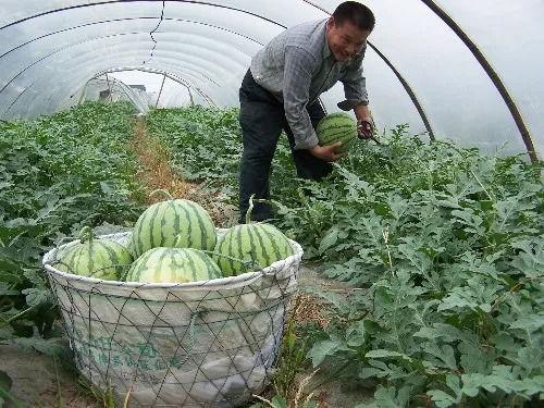 喜欢吃沙瓜还是脆瓜好,揭秘哪一种更符合你的味蕾偏好