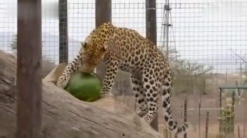 花豹吃瓜,揭秘花豹的独特“吃瓜”生活