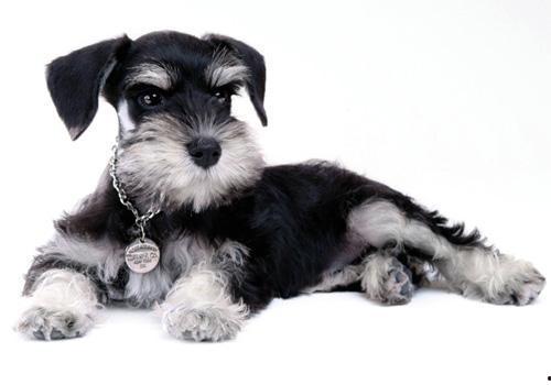 雪纳瑞吃哈密瓜,探索哈密瓜的甜蜜诱惑